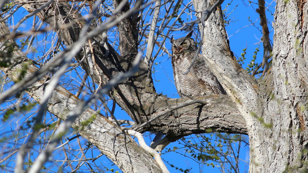 Great Horned Owl - ML57193351