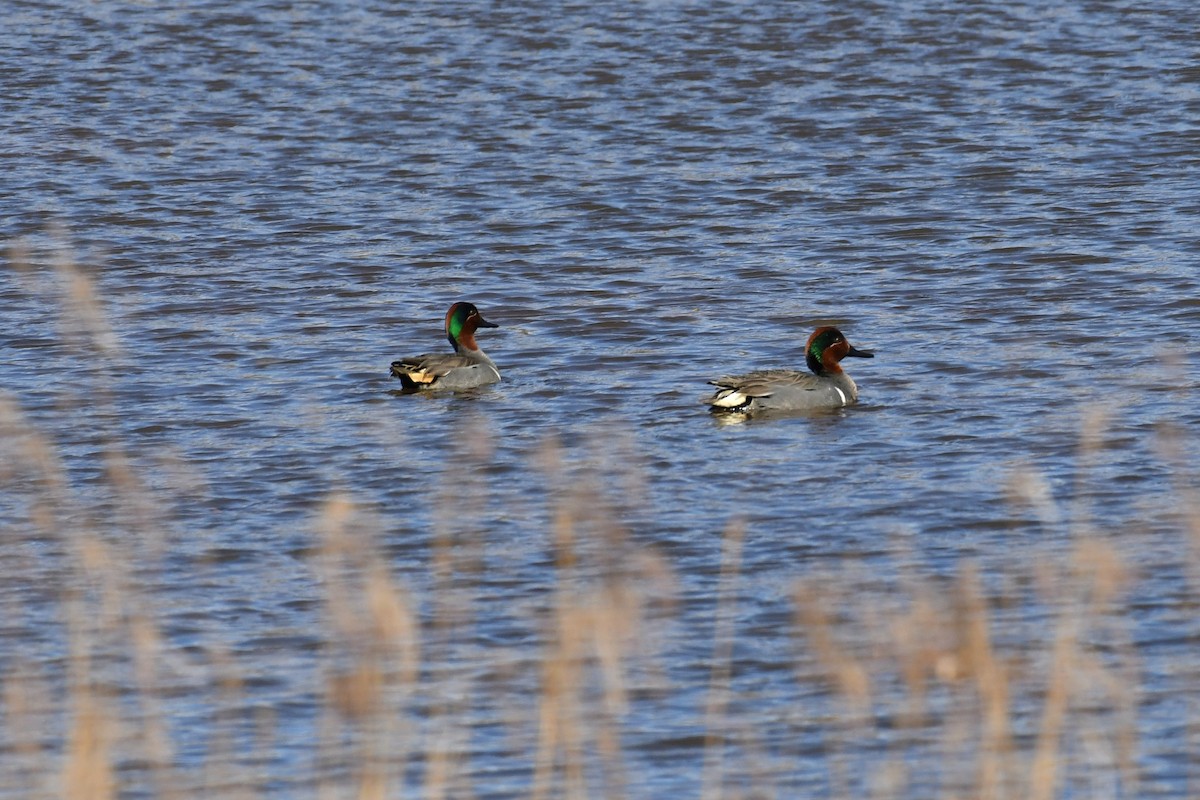 Green-winged Teal - ML571933821