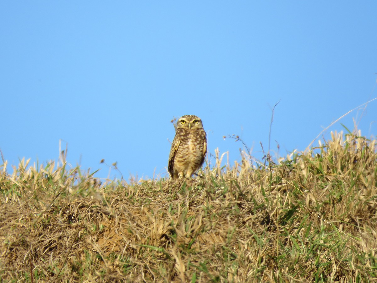 Burrowing Owl - ML571936511