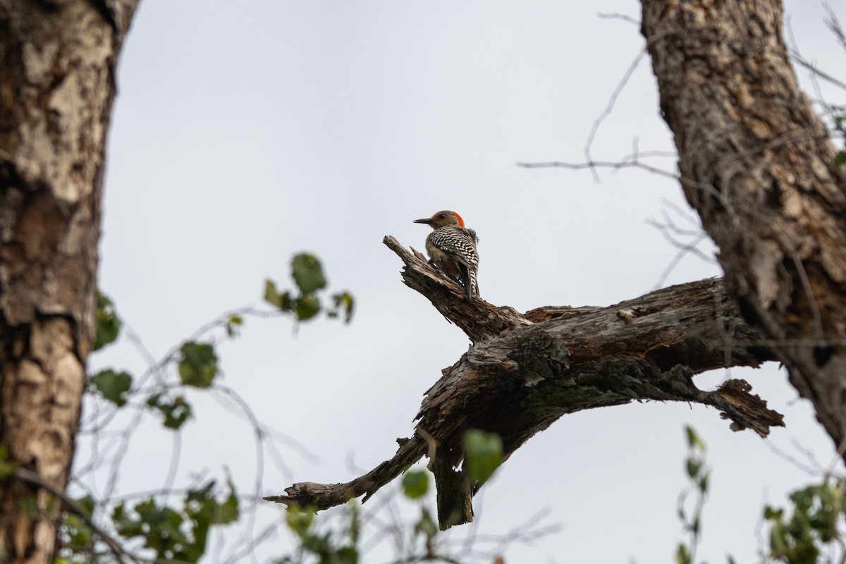 Red-bellied Woodpecker - ML571936871