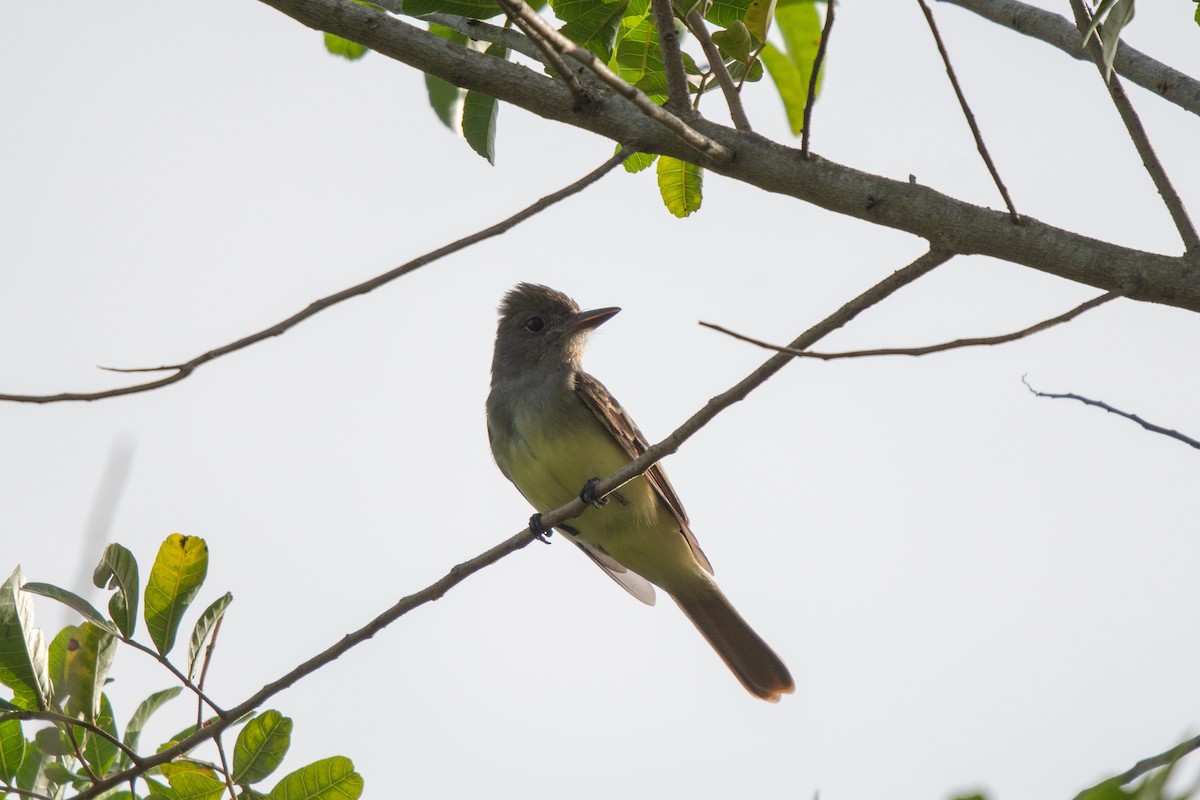 Great Crested Flycatcher - ML571936901