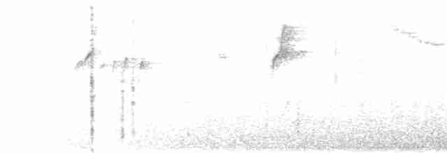 Colibri à queue blanche - ML571940931