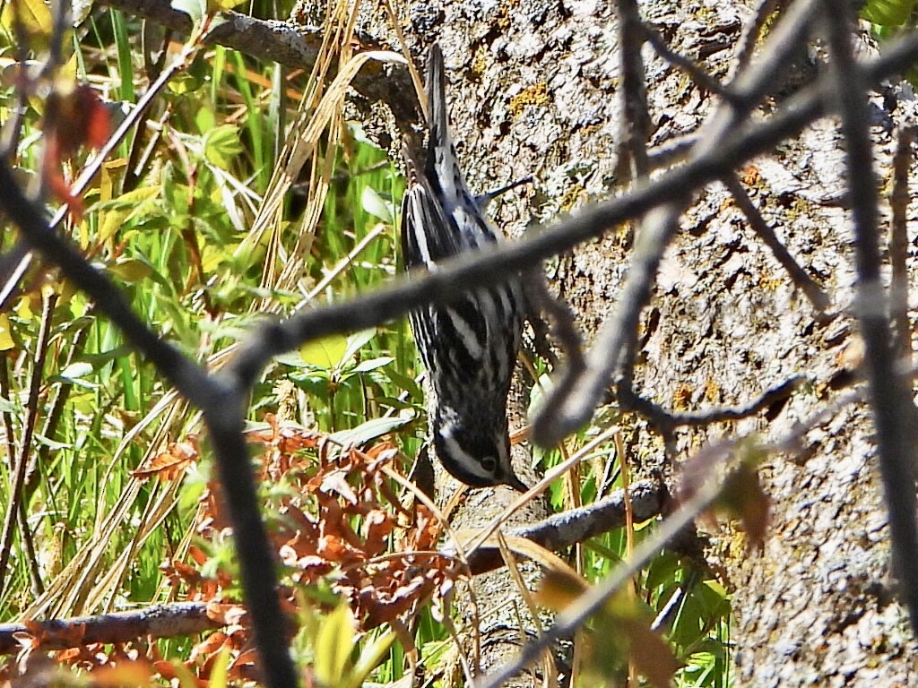 Black-and-white Warbler - ML571942201