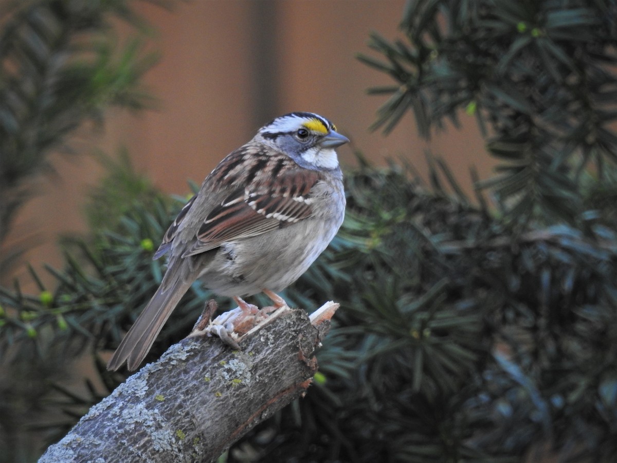White-throated Sparrow - ML571943271