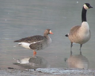 Greater White-fronted Goose, ML571951661
