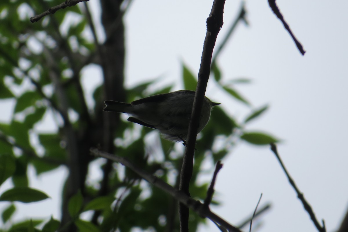 Black-throated Green Warbler - ML571953841