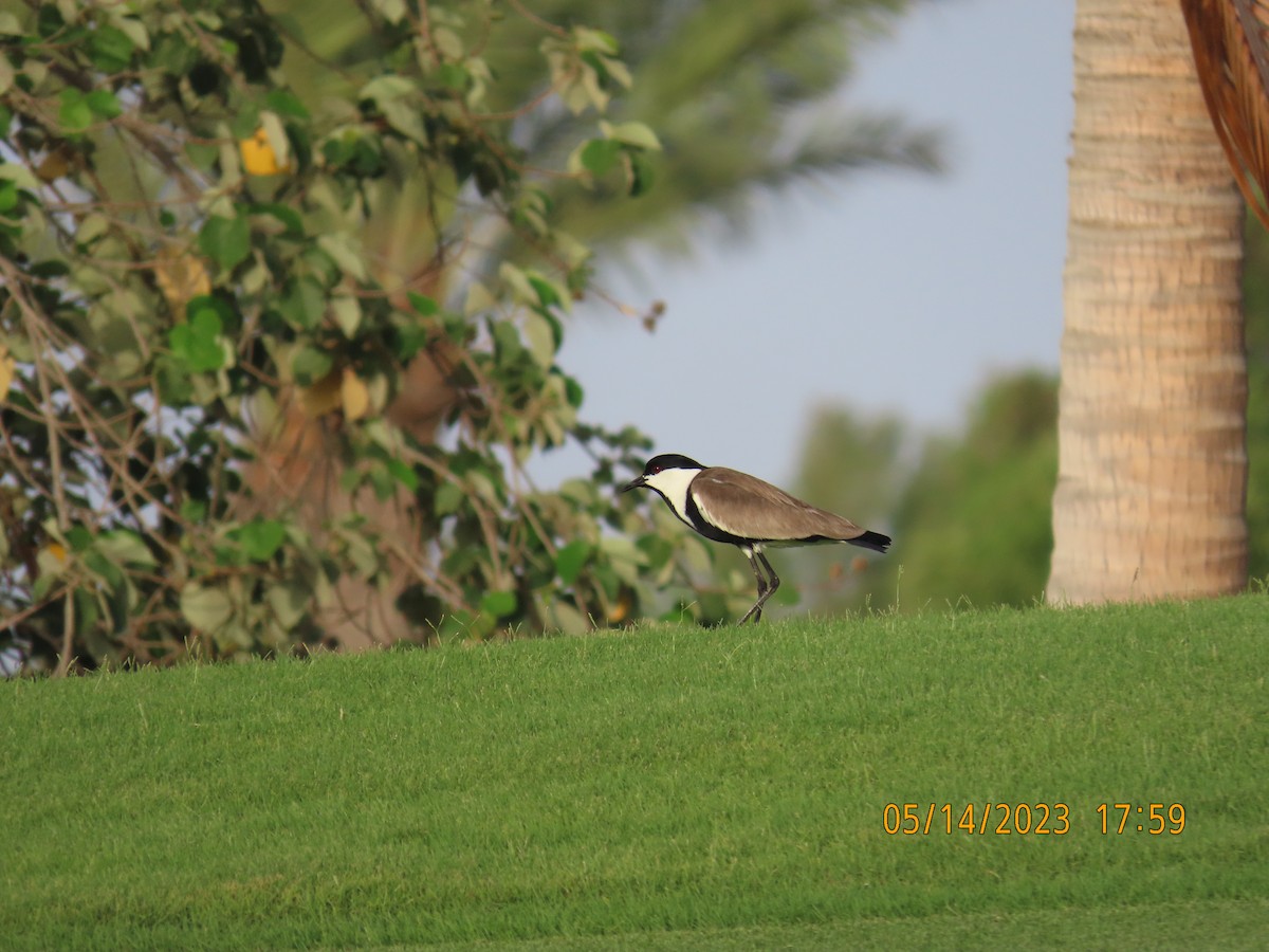 Spur-winged Lapwing - ML571955781