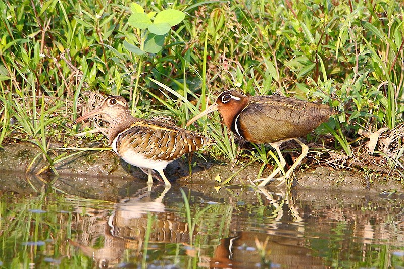 Greater Painted-Snipe - ML57195621