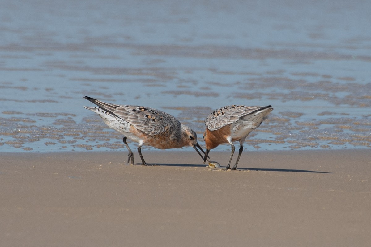 Red Knot - ML571957601