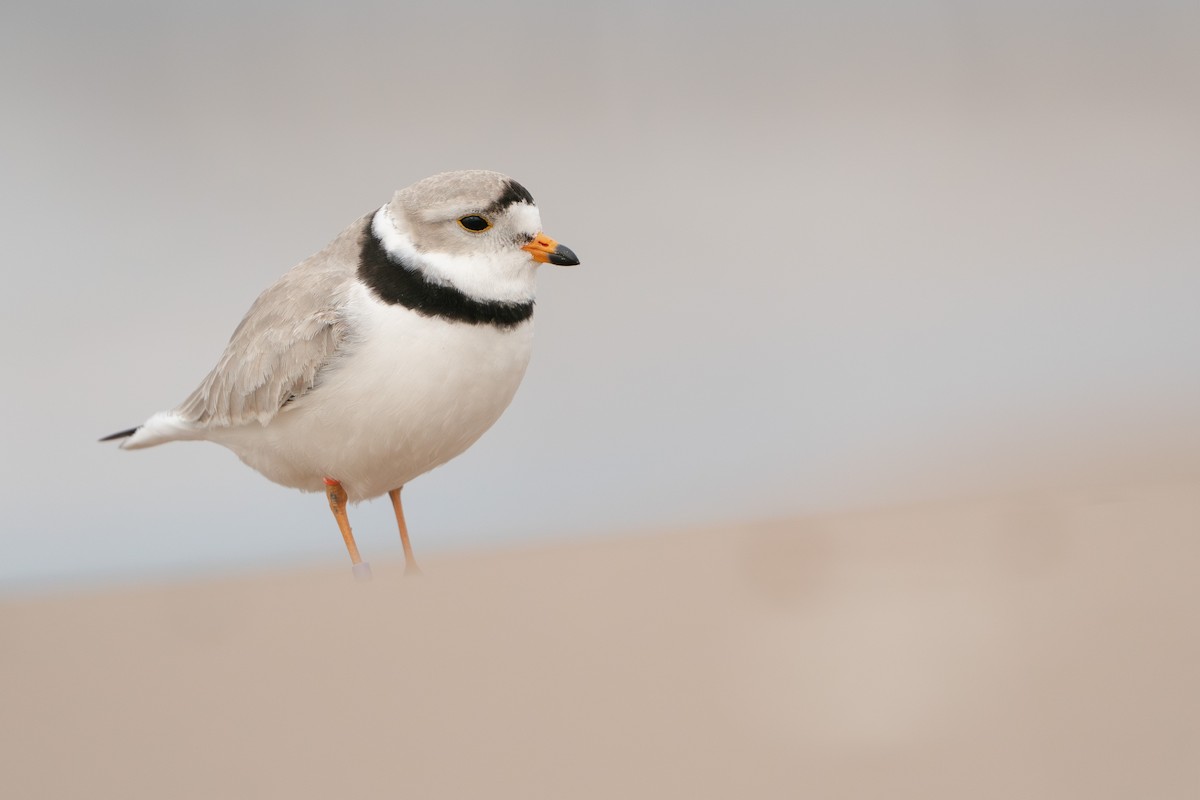 Piping Plover - ML571958171