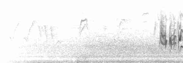 Віреон короткокрилий (підвид pusillus) - ML571958851
