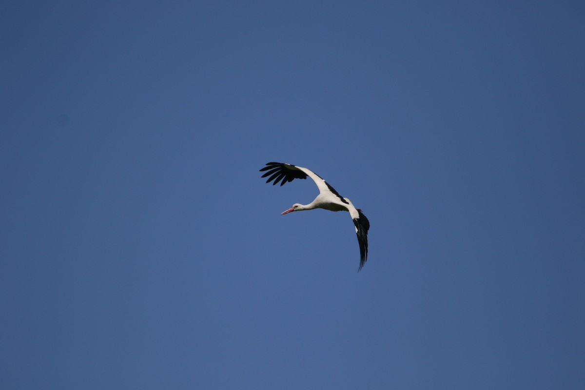 White Stork - ML571959711