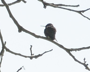 Ruby-throated Hummingbird - ML571962051