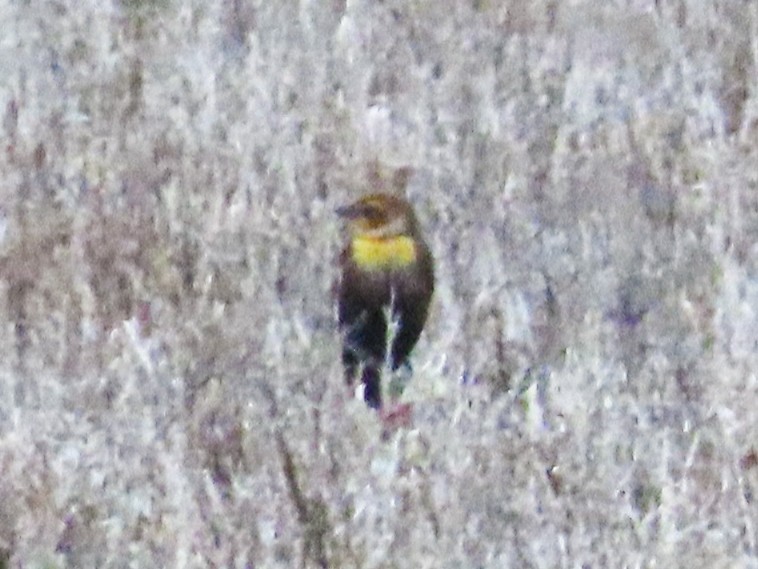 Yellow-headed Blackbird - David Blue