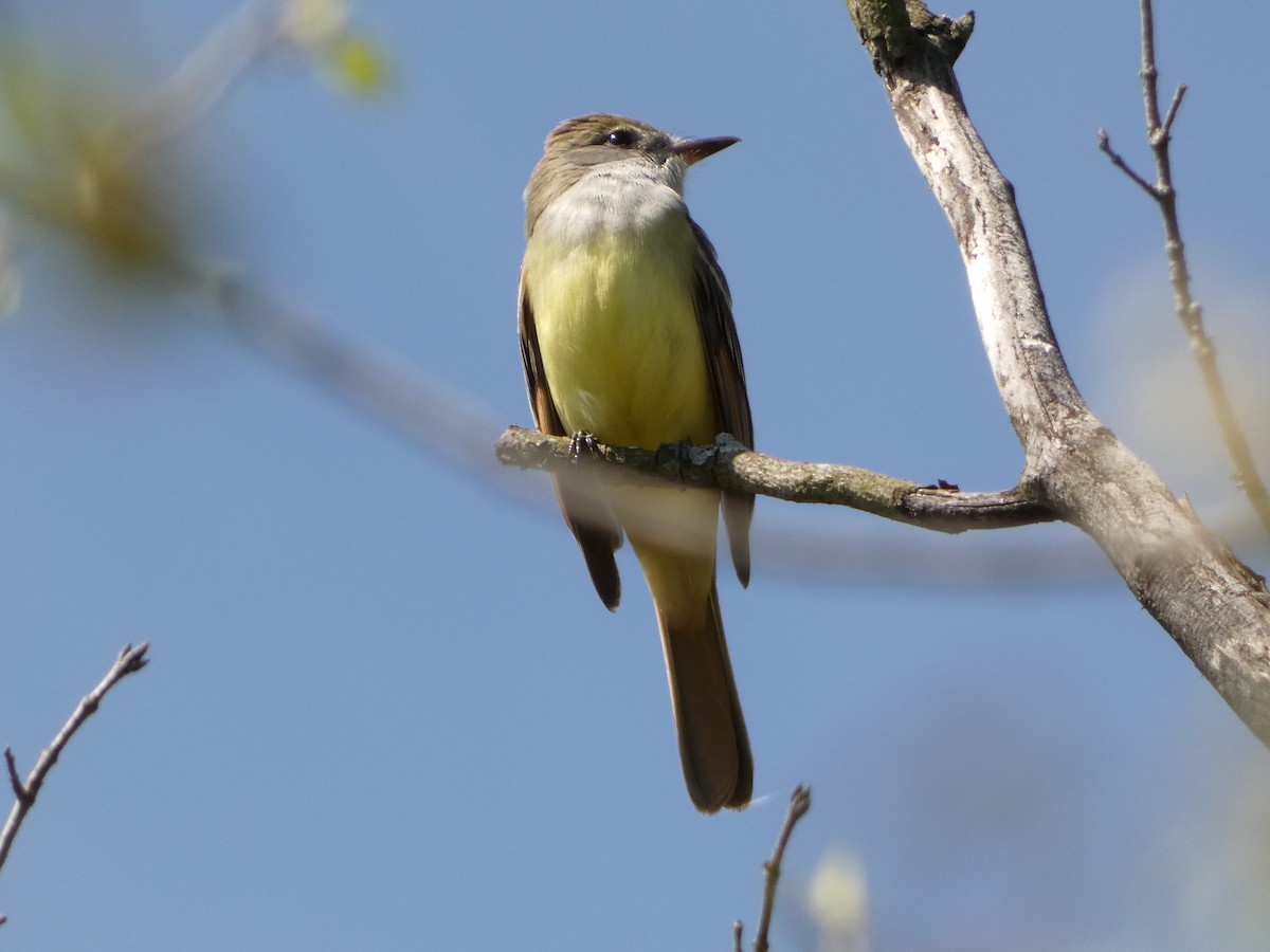 Great Crested Flycatcher - ML571964551