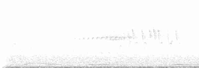 ムナジロアマツバメ - ML571969771
