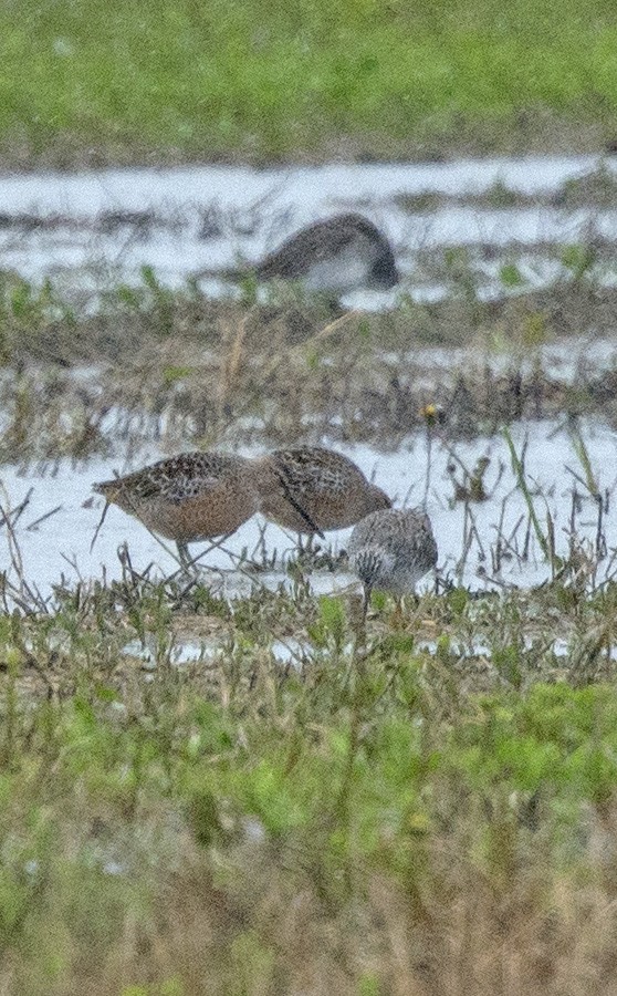 Long-billed Dowitcher - ML57197071