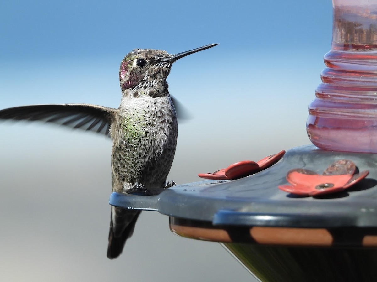Anna's Hummingbird - ML571972221