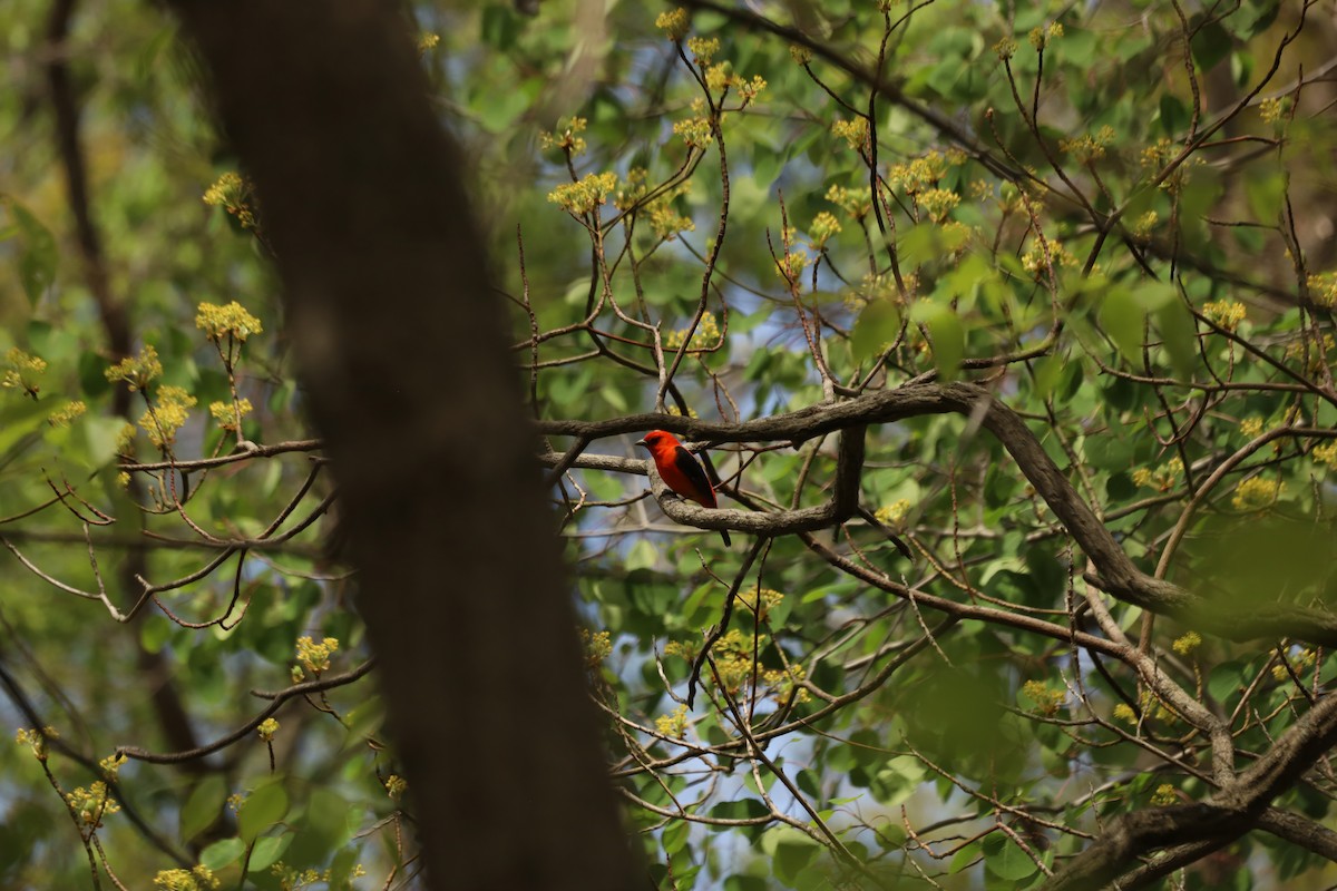 Scarlet Tanager - ML571972681
