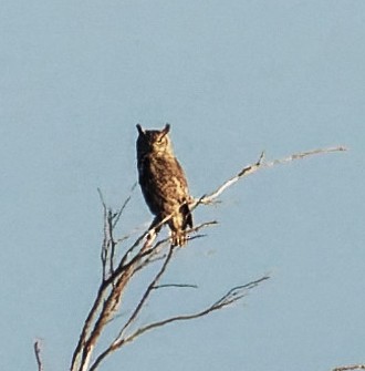 Great Horned Owl - ML571973951