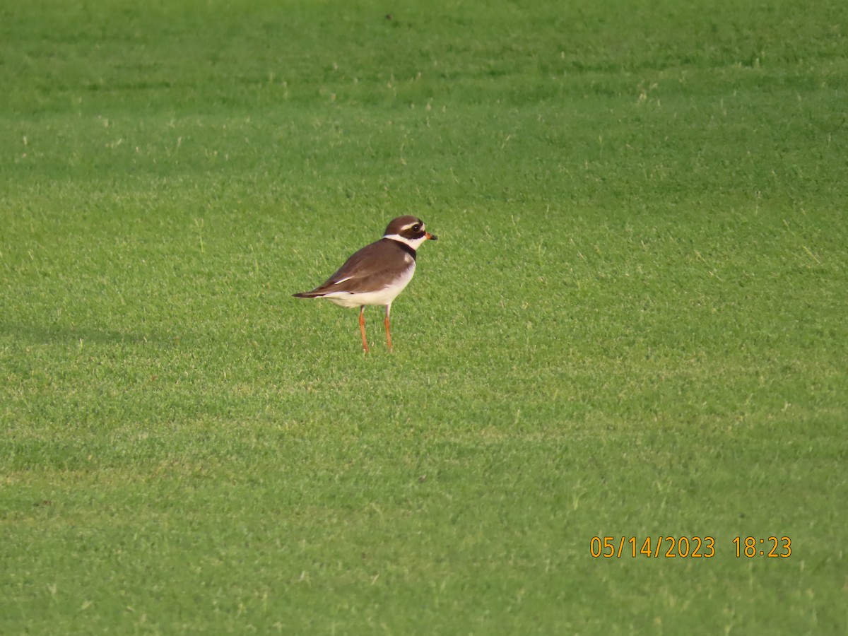 Common Ringed Plover - ML571974751