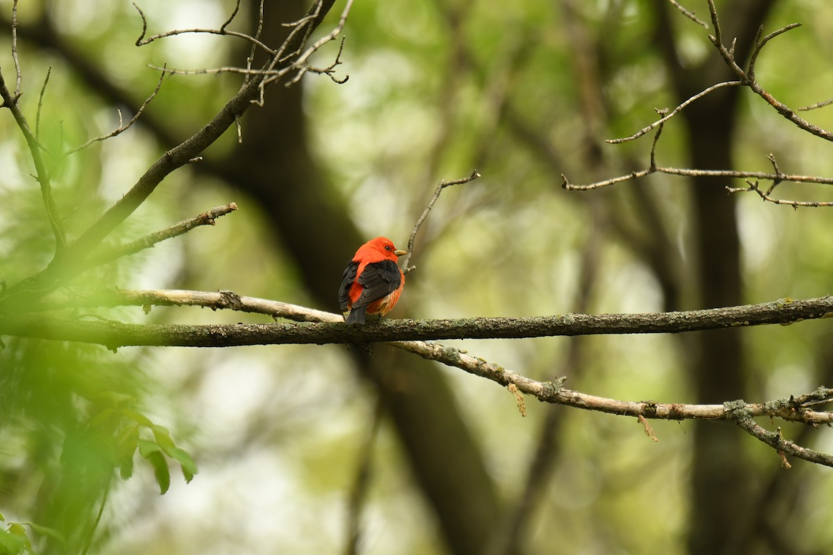 Scarlet Tanager - ML571978301