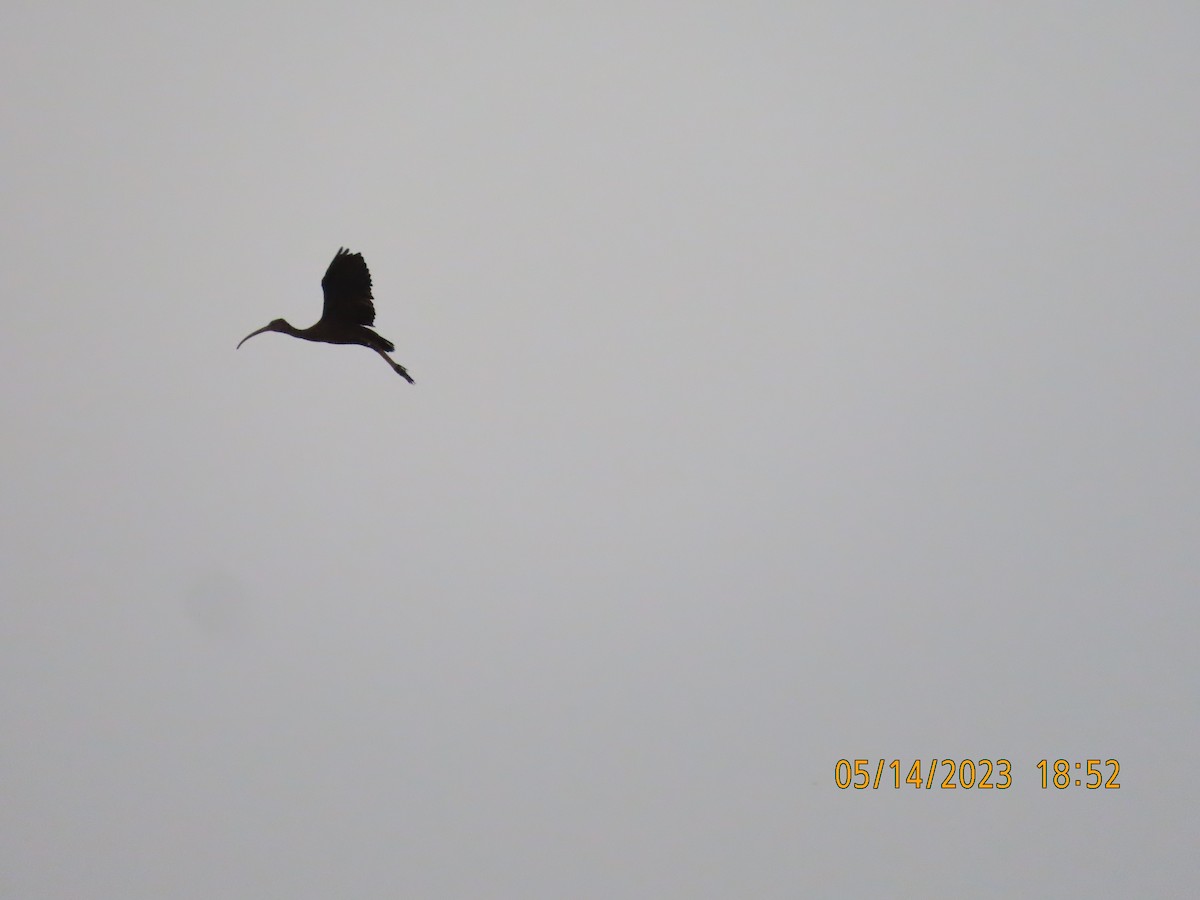 ibis hnědý - ML571981291