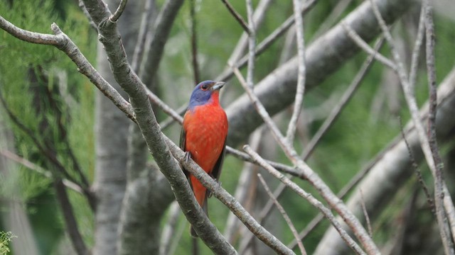 Painted Bunting - ML571981781