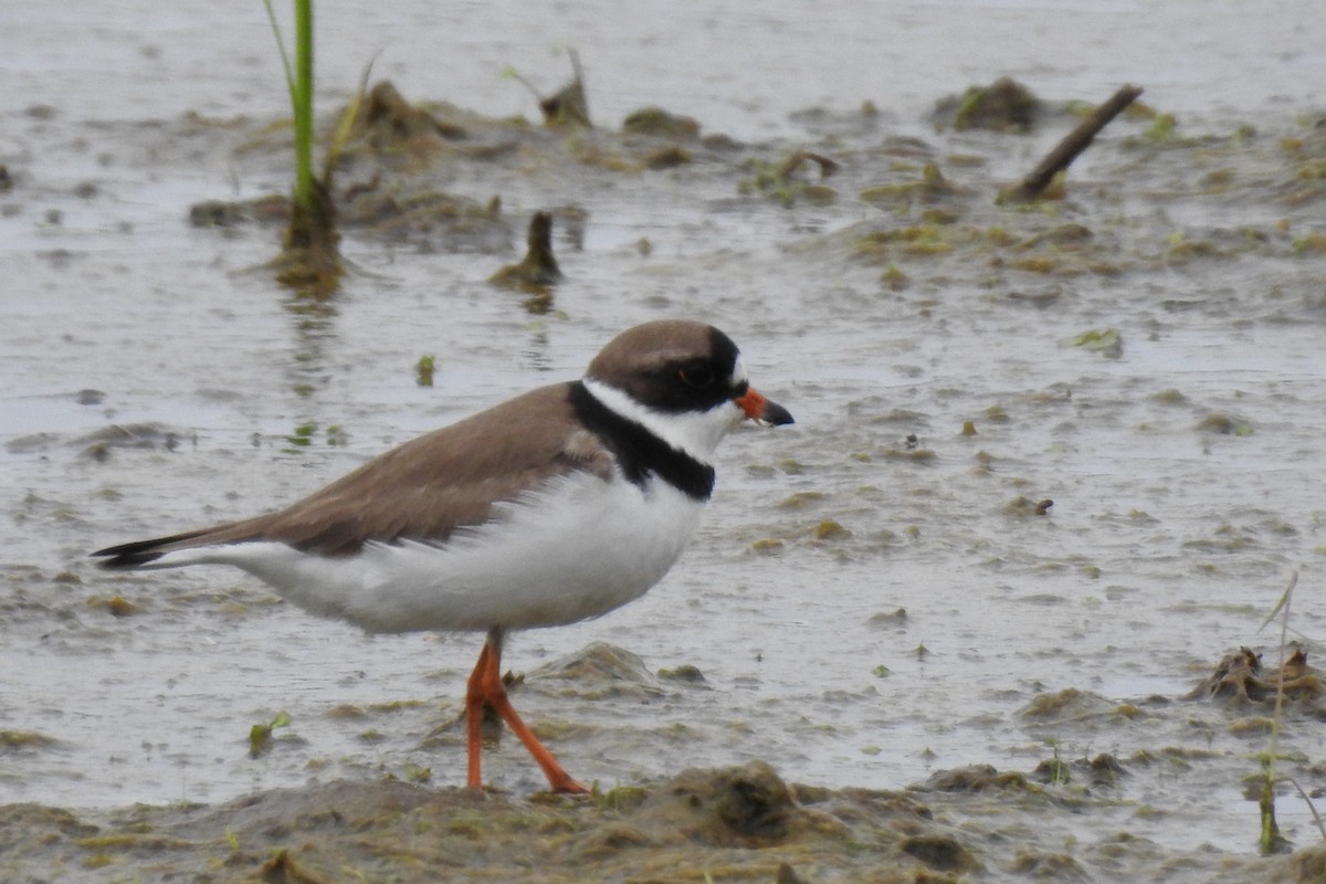Semipalmated Plover - ML571982001