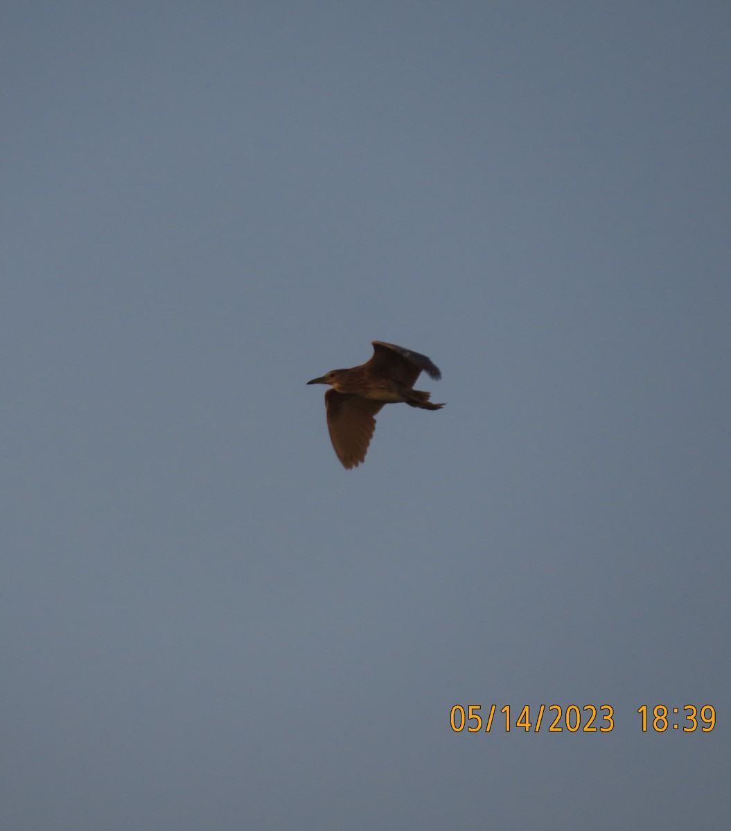 Black-crowned Night Heron - ML571982731