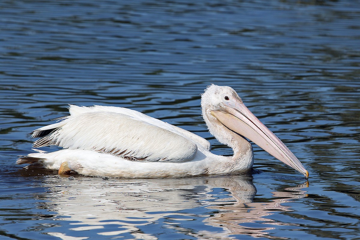 American White Pelican - Steve Raduns