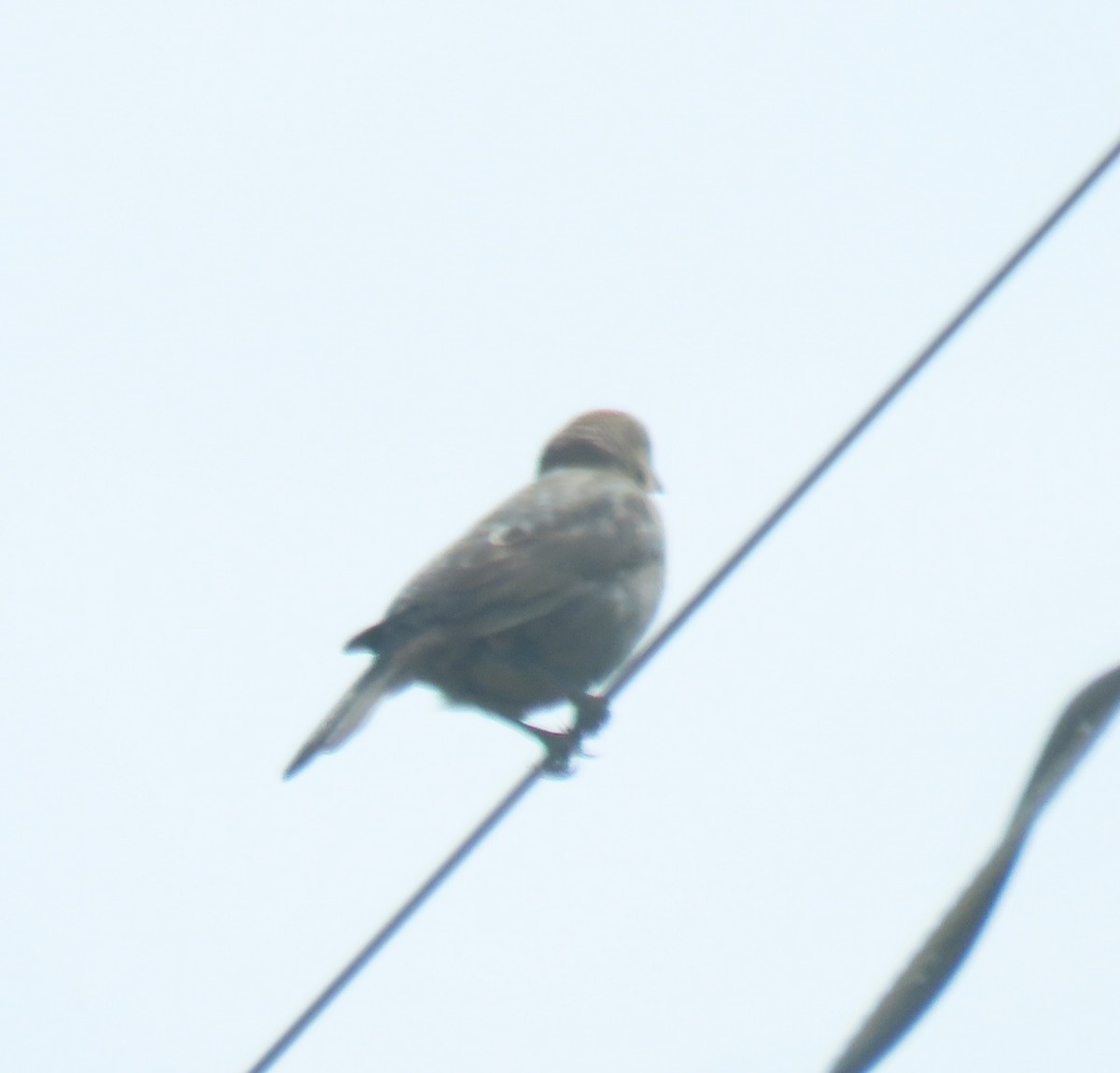 Brown-headed Cowbird - ML571985871