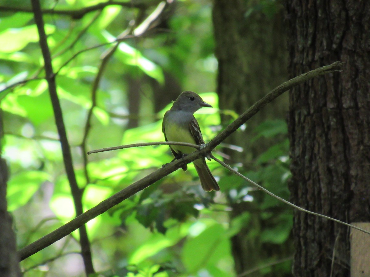 Great Crested Flycatcher - ML571991691