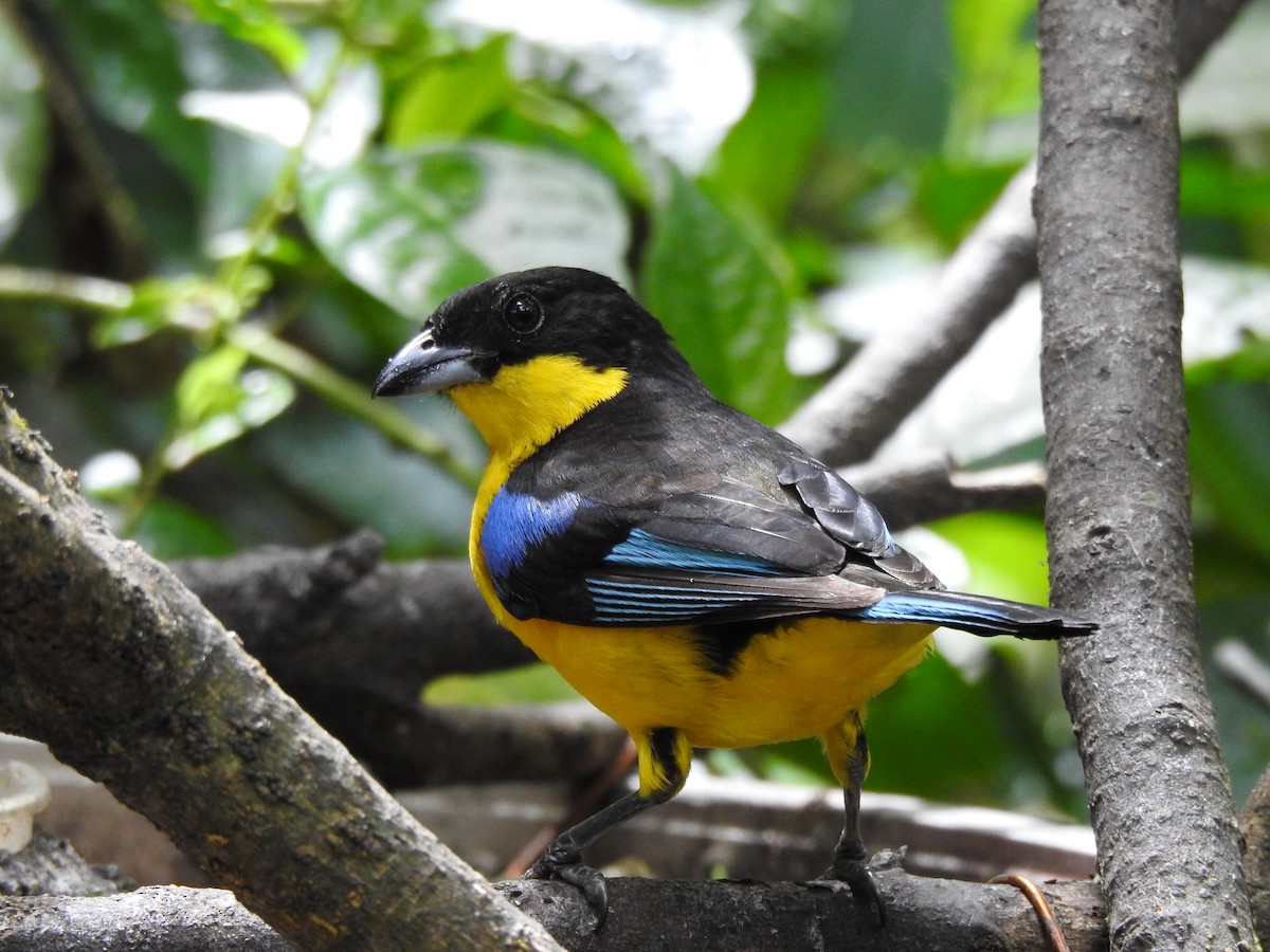 Blue-winged Mountain Tanager - ML571991771