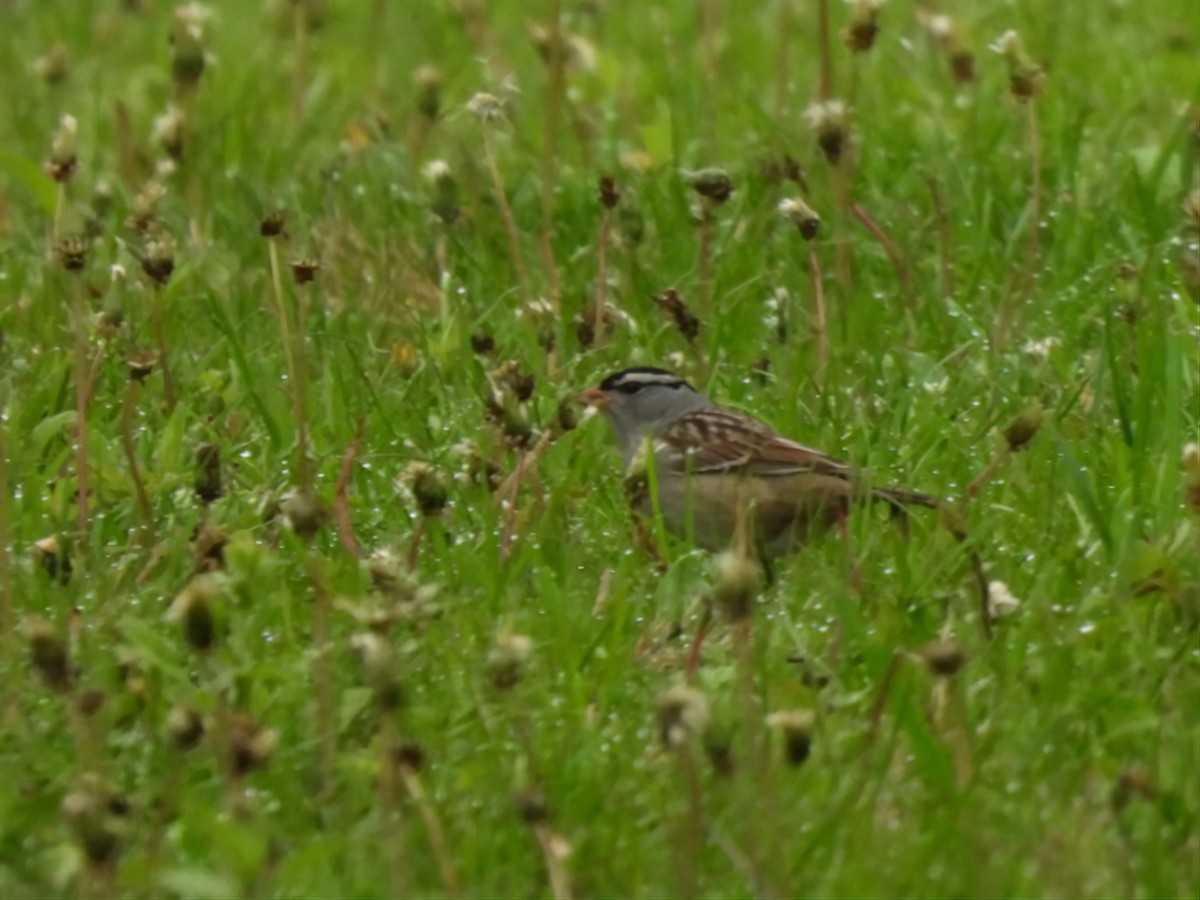 White-crowned Sparrow - ML571992231