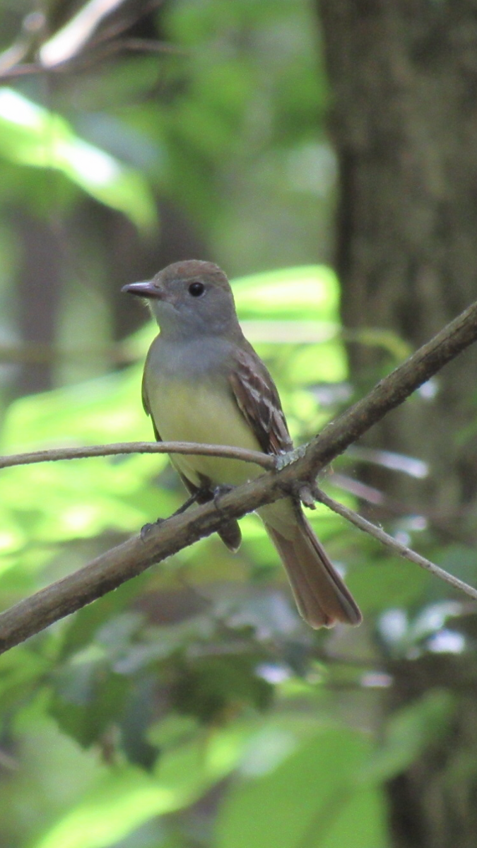 Great Crested Flycatcher - ML571992491