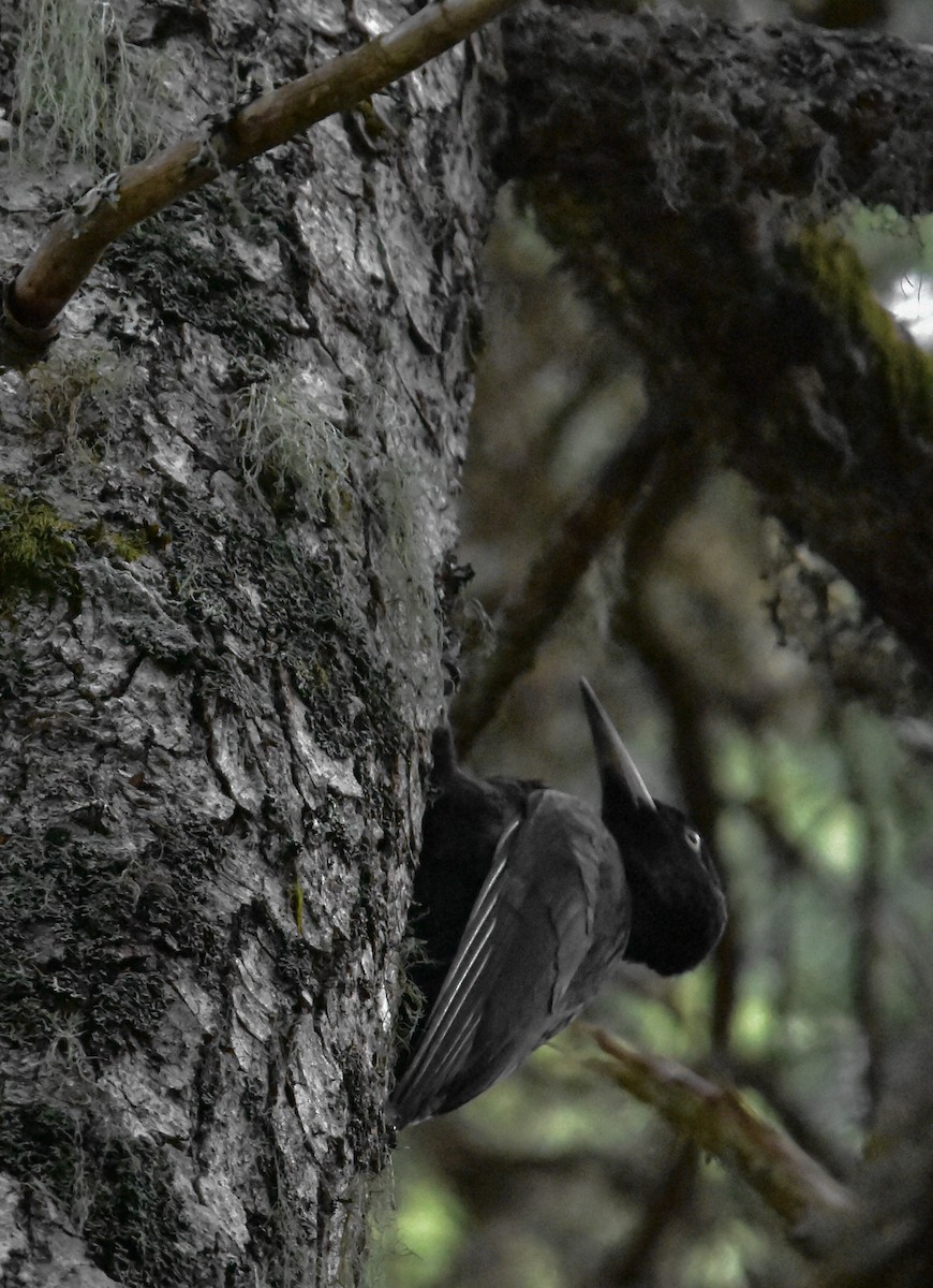 Black Woodpecker - ML571994141