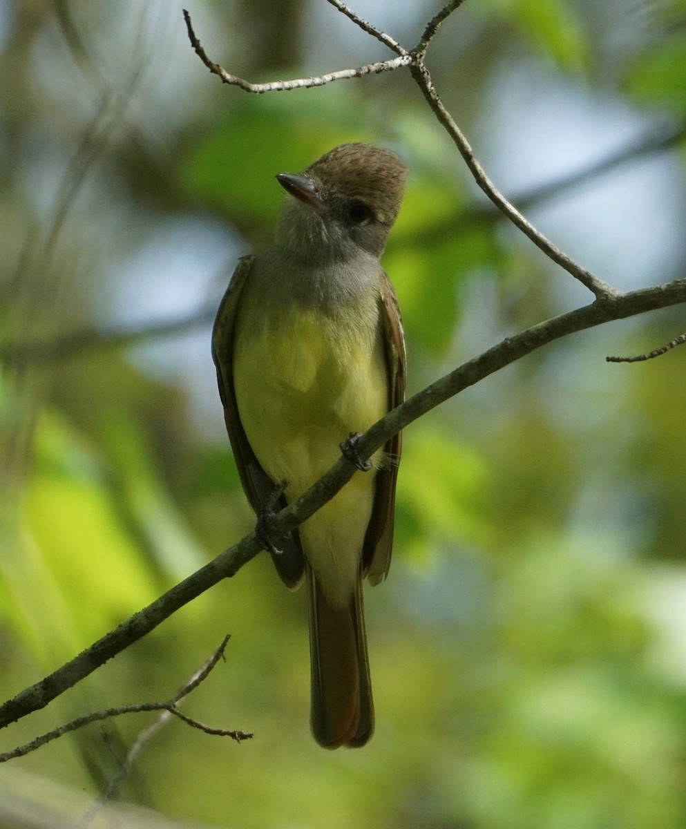 Great Crested Flycatcher - ML571996131