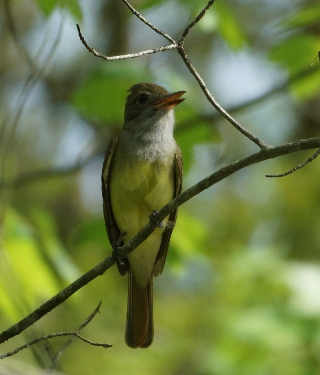 Great Crested Flycatcher - ML571996141