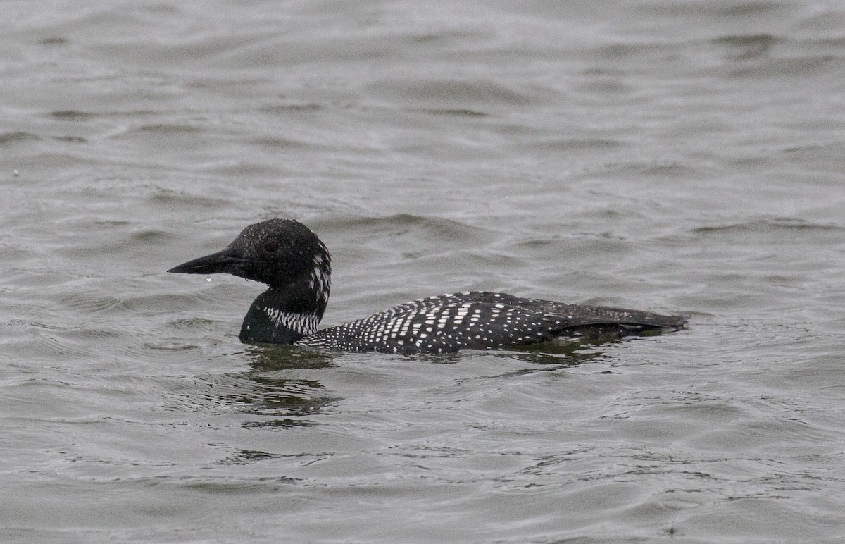 Common Loon - Phil McNeil