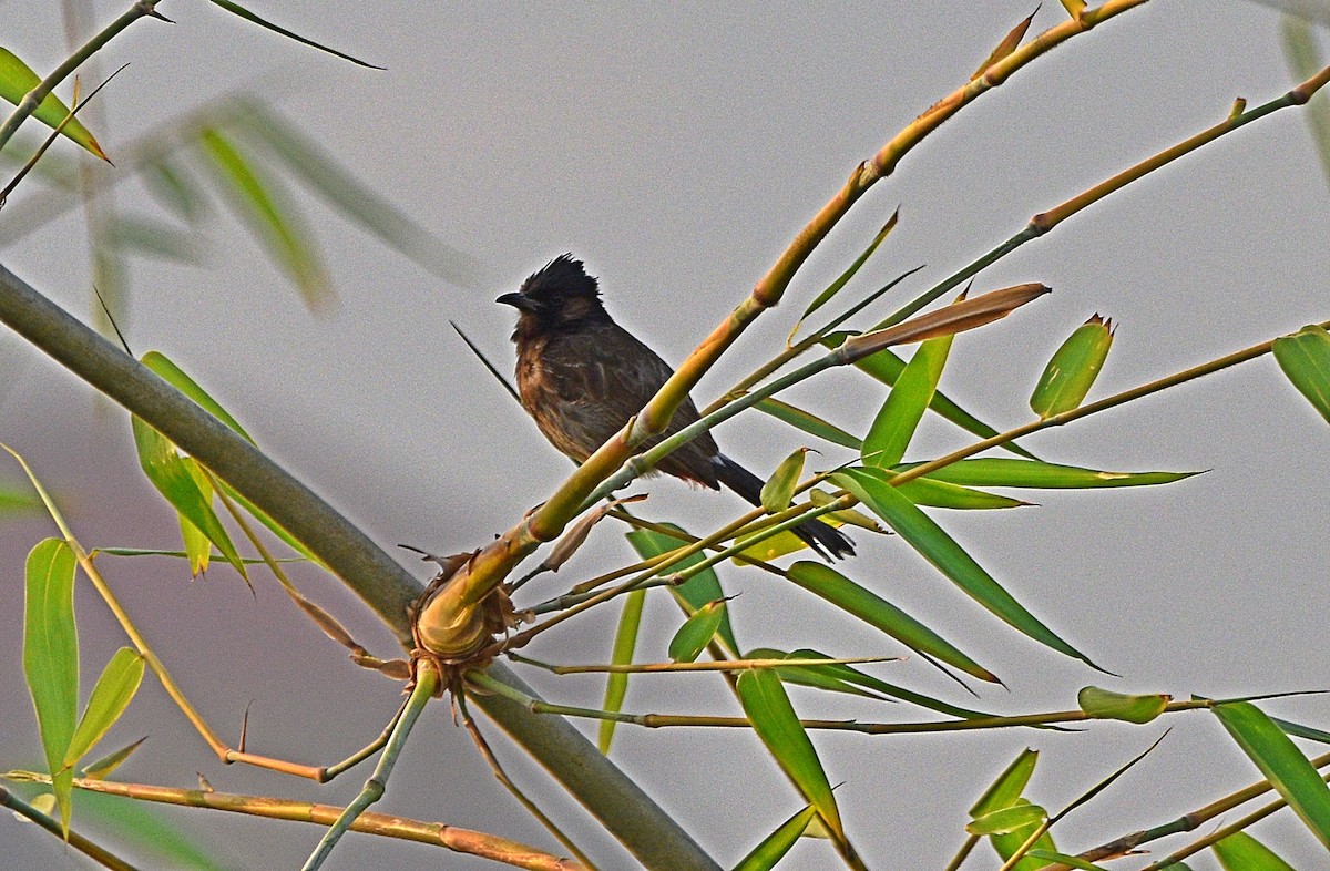Red-vented Bulbul - ML572004981