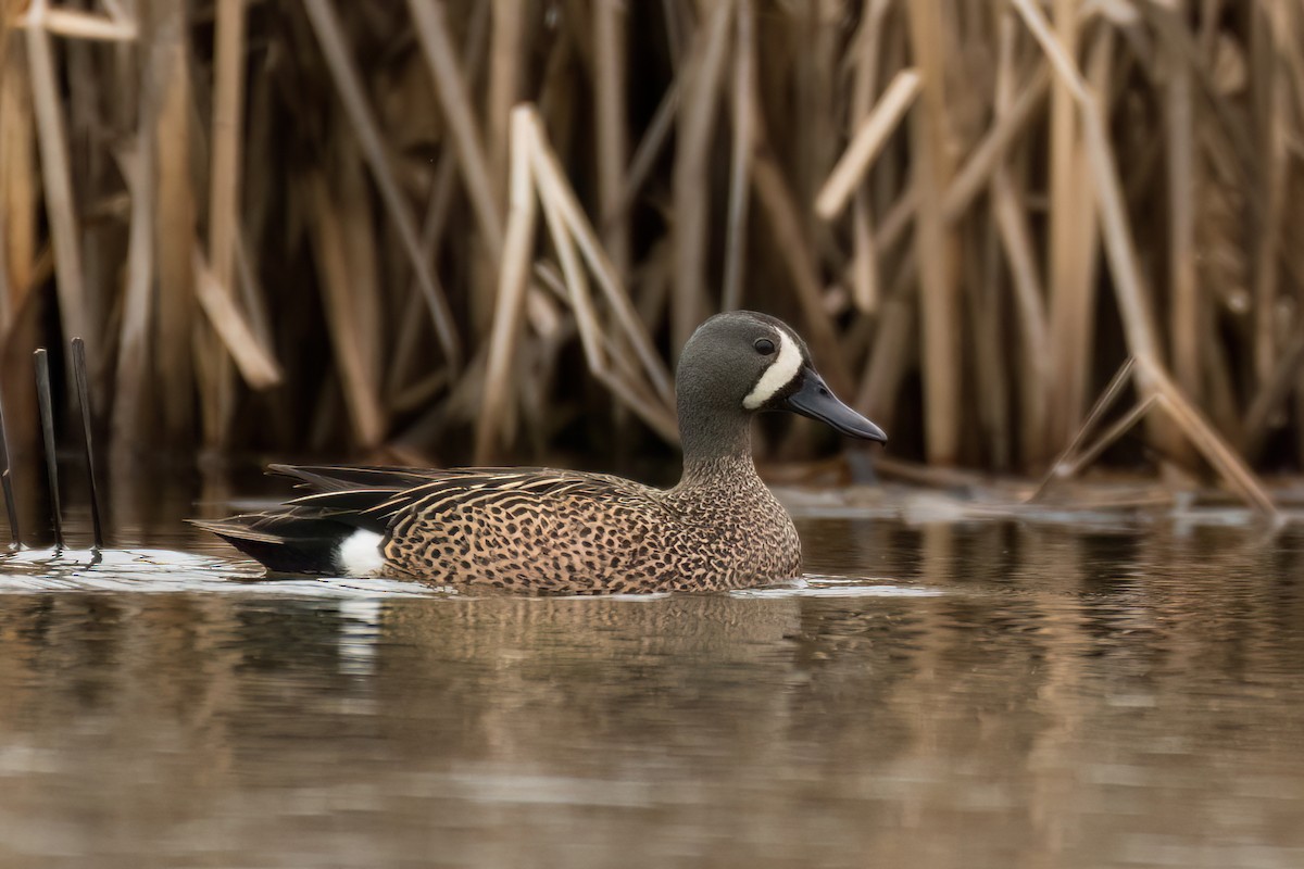 Blue-winged Teal - ML572005091