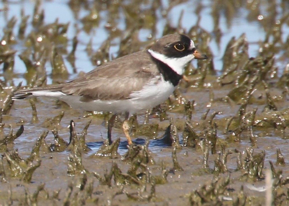 Semipalmated Plover - Dale Adams