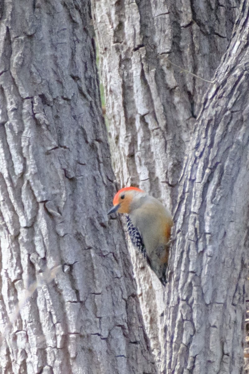 Red-bellied Woodpecker - Gary Gray