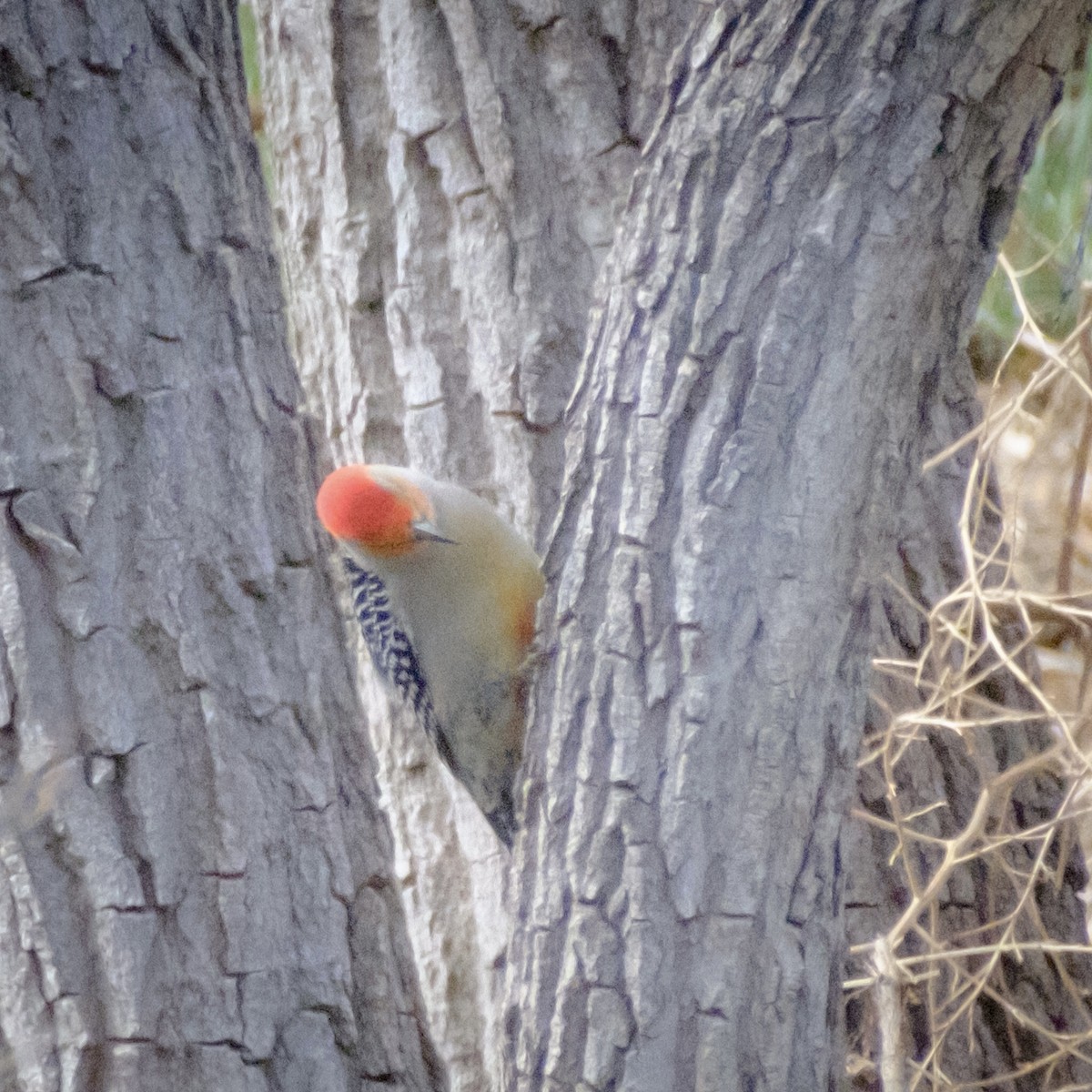 Red-bellied Woodpecker - ML572006091