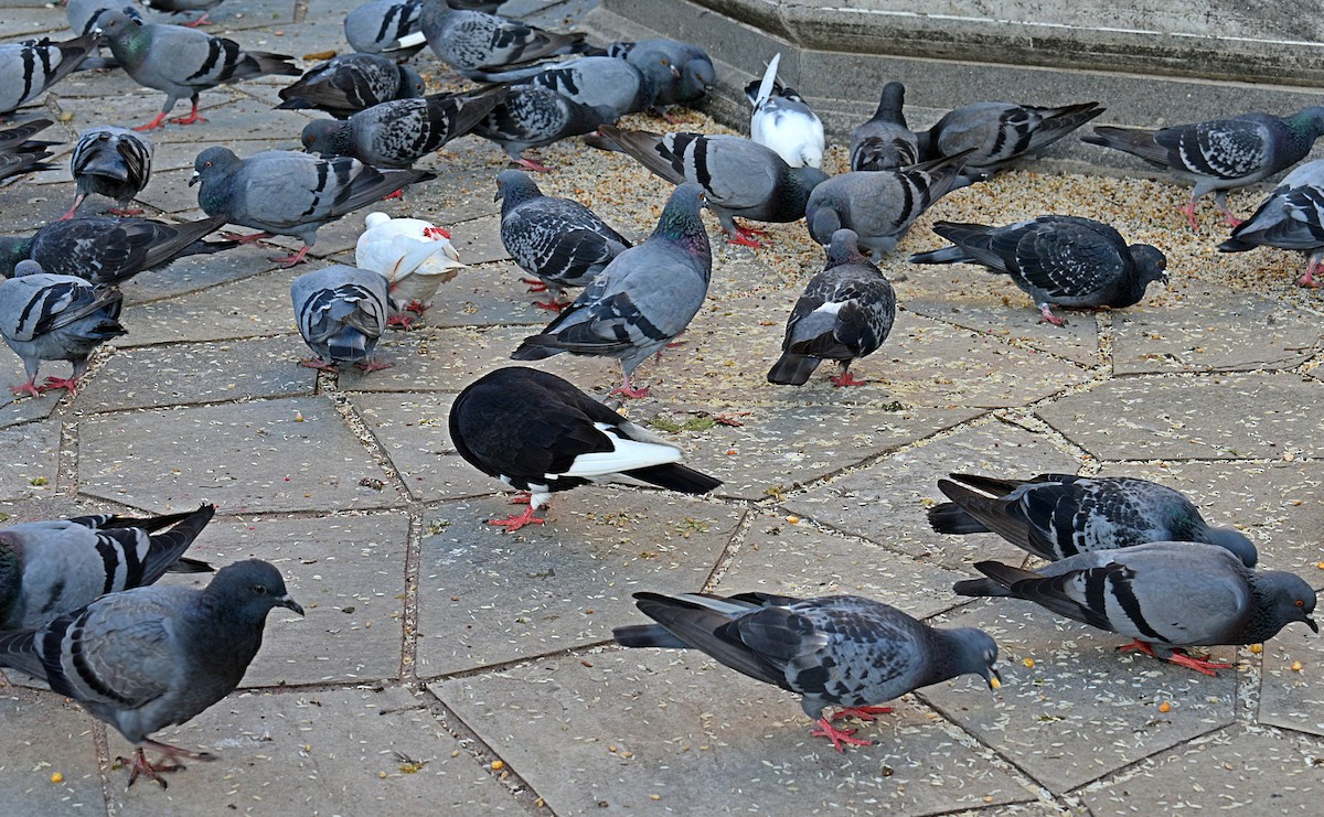 Rock Pigeon (Feral Pigeon) - ML572007891