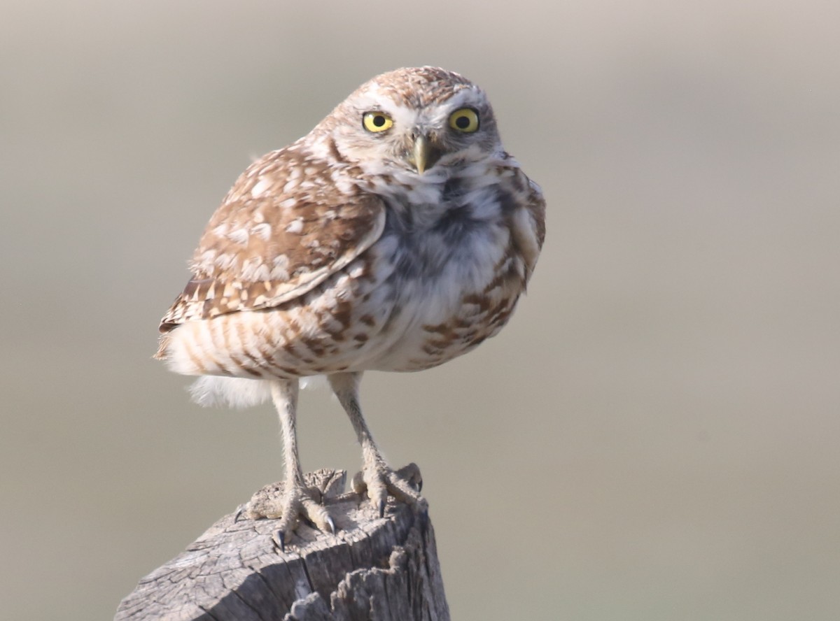 Burrowing Owl - ML57201321