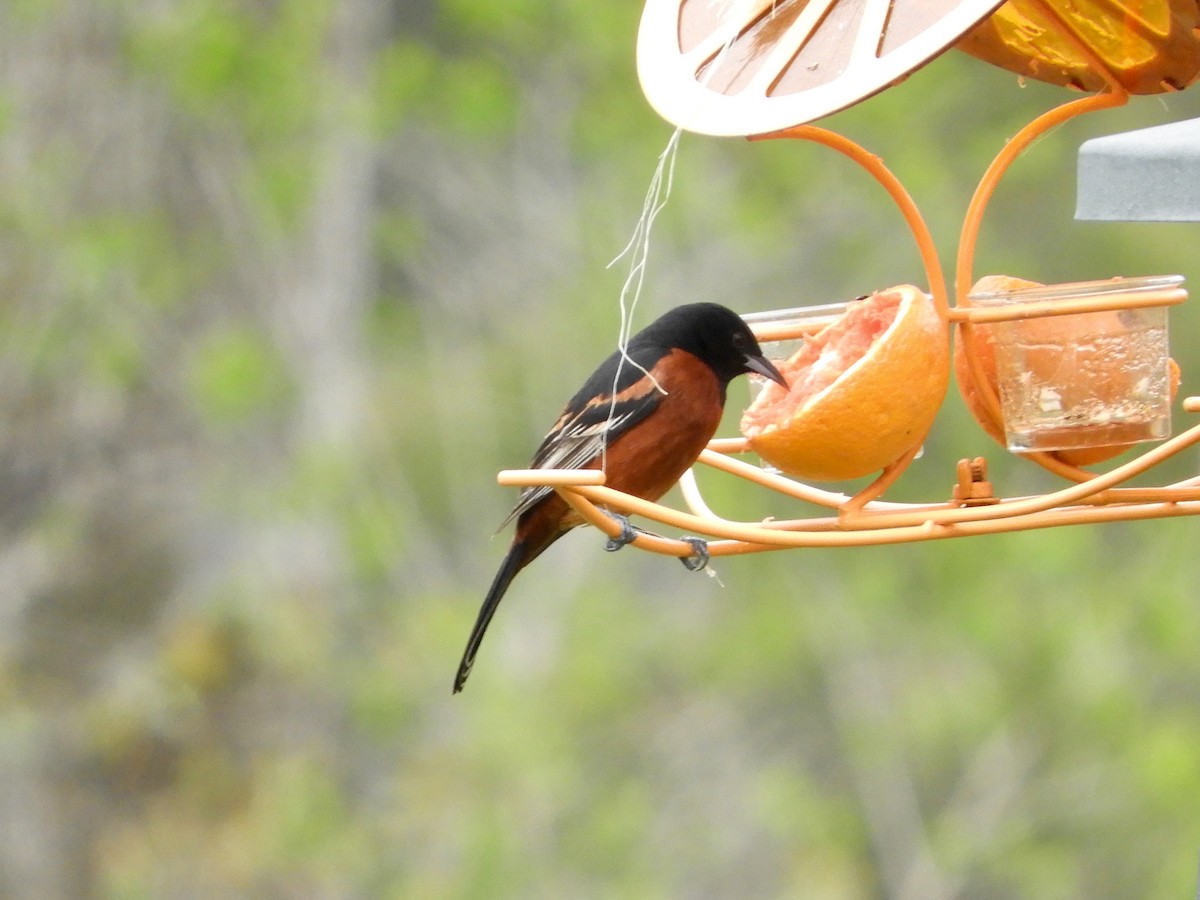 Orchard Oriole - ML572013971