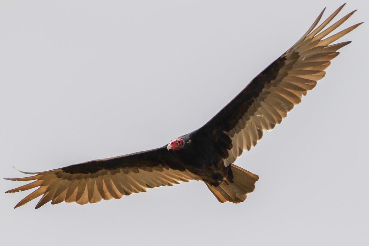 Turkey Vulture - Byron Stone