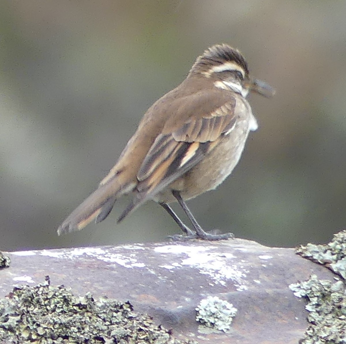 Chestnut-winged Cinclodes - ML572019141